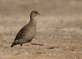 A Grey francolin moving away at adhari, Bahrain