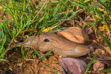 slug crawling in the middle of a path near the field