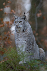 Europäischer Luchs (Lyny lynx)