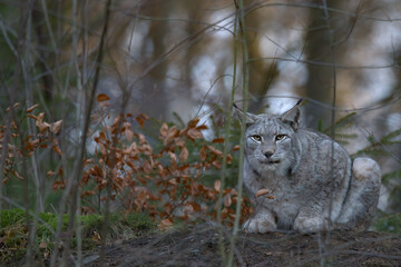 Europäischer Luchs (Lyny lynx)