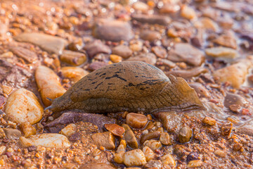 slug crawling in the middle of a path near the field