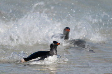 The gentoo penguin (Pygoscelis papua)