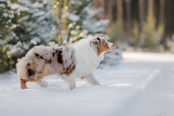 Australian Shepherd dog running in the snow