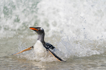 The gentoo penguin (Pygoscelis papua)