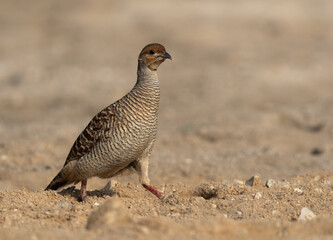 Closeup of a Grey francolin at adhari, Bahrain