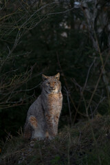 Europäischer Luchs (Lyny lynx)