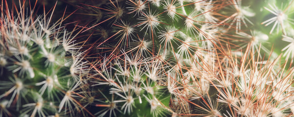 Green cactus with many sharp pricks background top view.