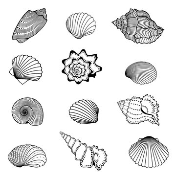 Vector set of abstract, decorative, outline seashells in black color, isolated, on white background.
