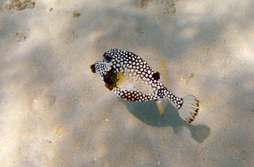 Lactophrys triqueter smooth Trunkfish in a natural environment with sandy ocean bottom background 