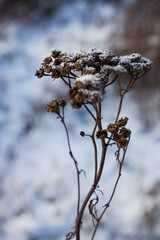 Dry, snowy, frozen inflorescence against a background of white snow.