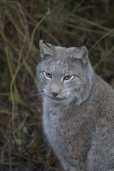 Europäischer Luchs (Lyny lynx)
