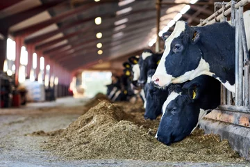 Fototapeten Kuh A cow is standing in the dirt, Dairy cows in a farm. A herd of cattle standing on top of a metal fence. Dairy cows in a farm.  © Роман Мельник