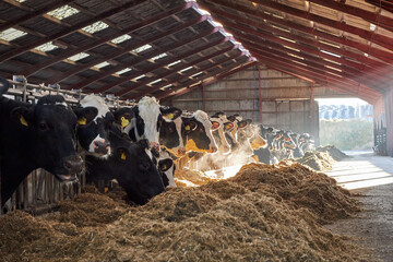 A cow is standing in the dirt, Dairy cows in a farm

A herd of cattle lying on top of a pile of...