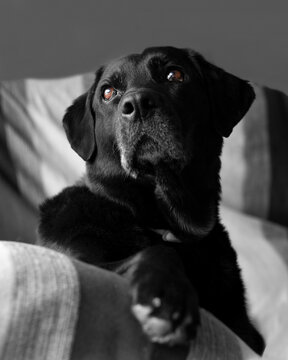 Labradora retriever negra mirando hacia la ventana