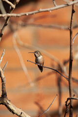 Hummingbird on a branch of a tree in Tuscon, Arisona