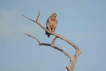 Eagle resting on the top of the tree - Serengeti, Tanzania