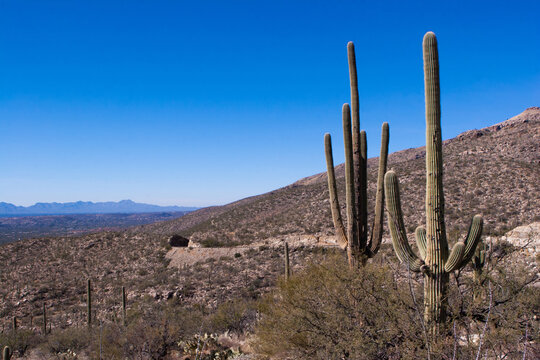 Giant Saguaro Cactus In Tuscon, Arizona