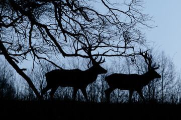 Rothirsch (Cervus elaphus)
