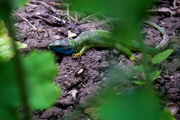 Green lizard on a tree