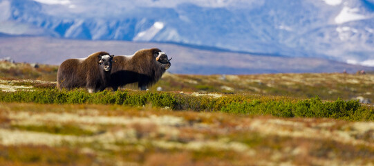 Musk Oxen in Dovrefjell National Park. Norway. Europe