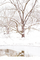 Winter landscape 