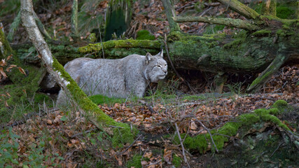 Europäischer Luchs (Lyny lynx)