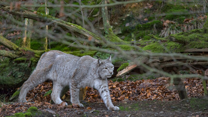 Europäischer Luchs (Lyny lynx)