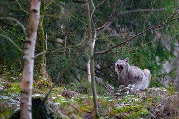 Europäischer Luchs