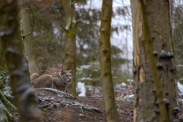 Europäischer Luchs