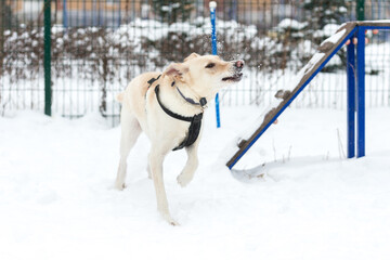 dog, street, pet, running, sitting, winter, snow, adorable, animal, moving, jumping, love, funny, happy, energy, beauty, young, outdoor, mongrel, cur, shelter,