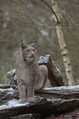 Europäischer Luchs