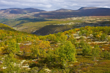 Fototapeta na wymiar Musk Oxen in Dovrefjell National Park. Norway. Europe