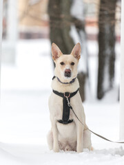 dog, street, pet, running, sitting, winter, snow, adorable, animal, moving, jumping, love, funny, happy, energy, beauty, young, outdoor, mongrel, cur, shelter,