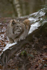 Europäischer Luchs