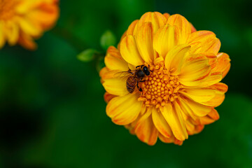 bee on orange flower