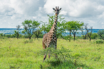 Fototapeta premium Close-up of a young giraffe.