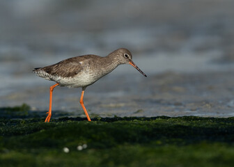 Common Redshank on green at Eker creek, Bahrain