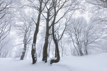 Fototapeta na wymiar Beautiful winter forest scene with bare trees covered with white snow. Snow-covered, white forest, during of snowfall 
