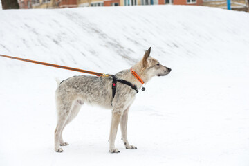 dog, street, pet, running, sitting, winter, snow, adorable, animal, moving, jumping, love, funny,...