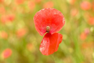 red poppy flowers