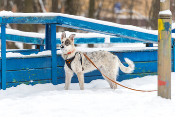 dog, street, pet, running, sitting, winter, snow, adorable, animal, moving, jumping, love, funny,...