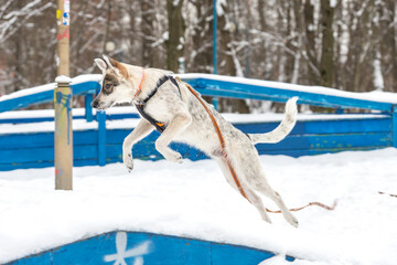 dog, street, pet, running, sitting, winter, snow, adorable, animal, moving, jumping, love, funny, happy, energy, beauty, young, outdoor, mongrel, cur, shelter,