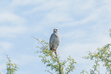 Predator bird looking for a prey from tree top, hawk, eagle, Tanzania