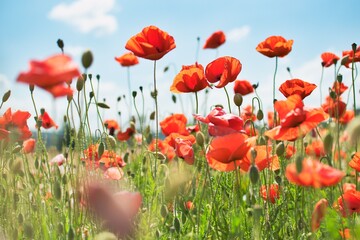 field of red poppies