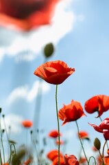 Naklejka premium poppy flowers in the field
