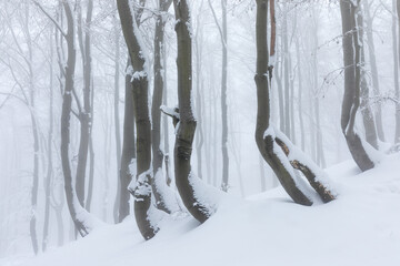 Beautiful winter forest scene with bare trees covered with white snow.
Snow-covered, white forest, during of snowfall 