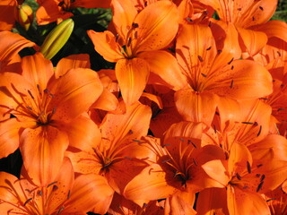 orange tiger lilies