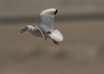 Slender-billed gull flying with bread at Busaiteen coast of Bahrain