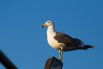Closeup of a Yellow-legged gullbird, Larus michahellis