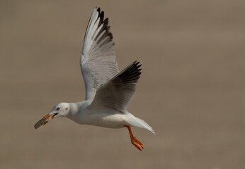 Fototapeta na wymiar Slender-billed gull flying with bread at Busaiteen coast of Bahrain